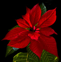 poinsettia