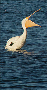 Pelicans of Pine Bluff