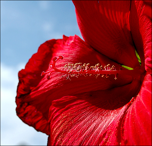 wildflower