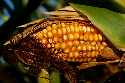 ripe corn