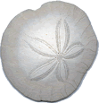 sand dollar